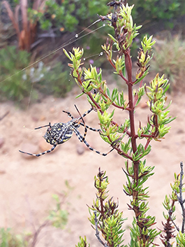 Robs Adventures - Argiope spider