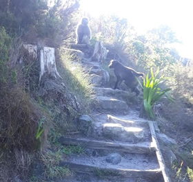 Constantia Nek Table Mountain Animals